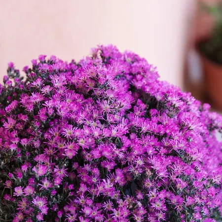 Dei Mercanti 住宿加早餐酒店 迪亚曼特