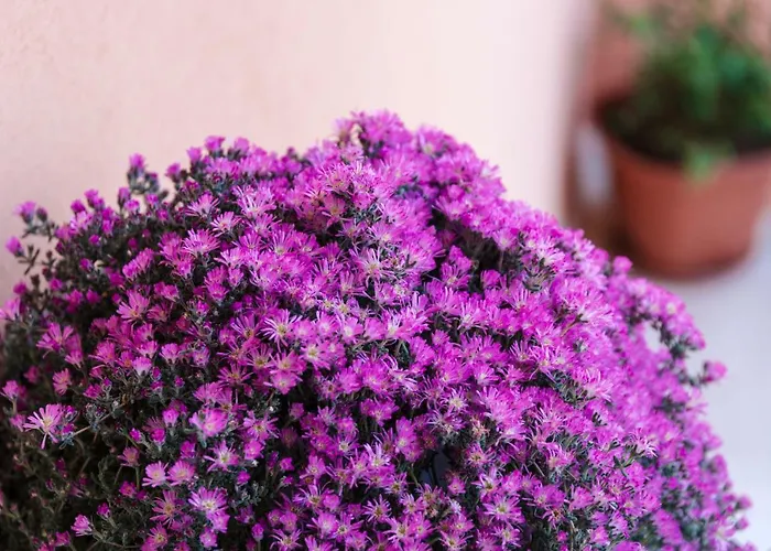 Dei Mercanti Отель типа 